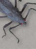 Bug BLT
