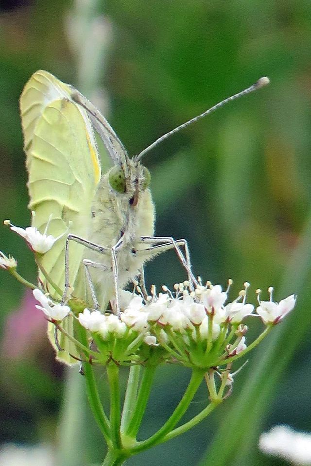 Butterfly image