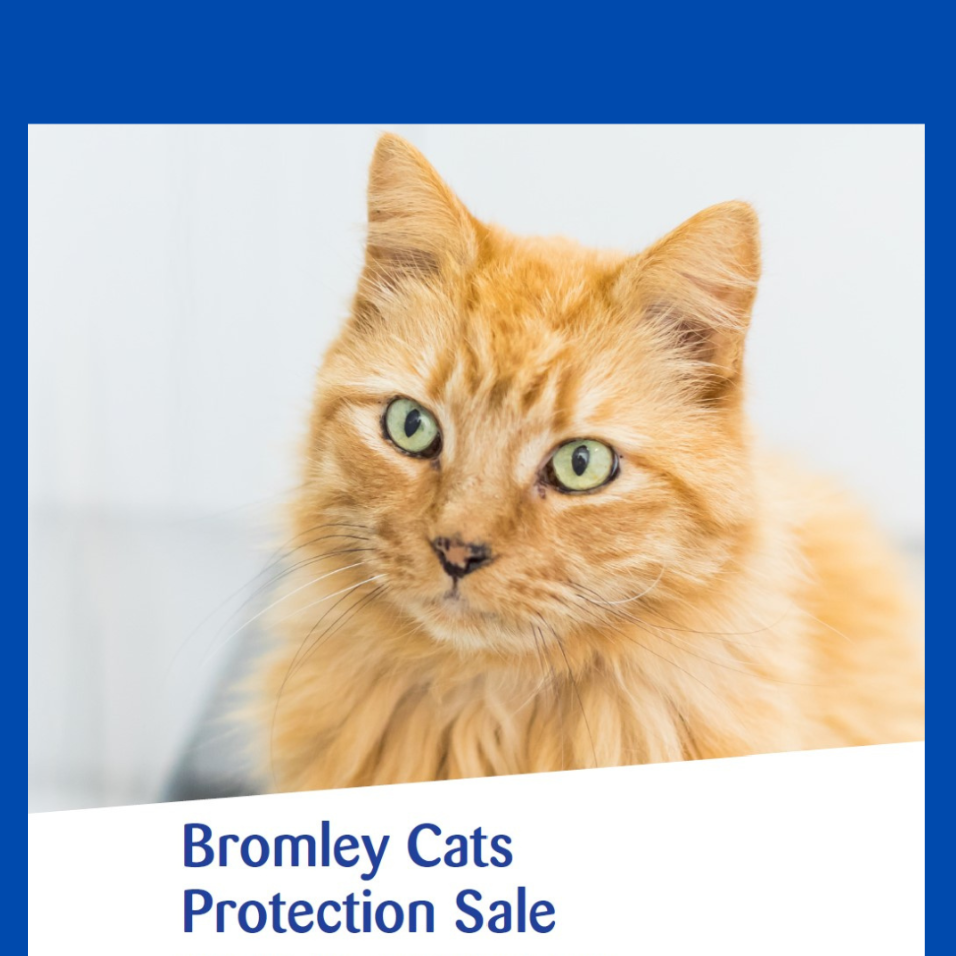 Cats protection winter sale