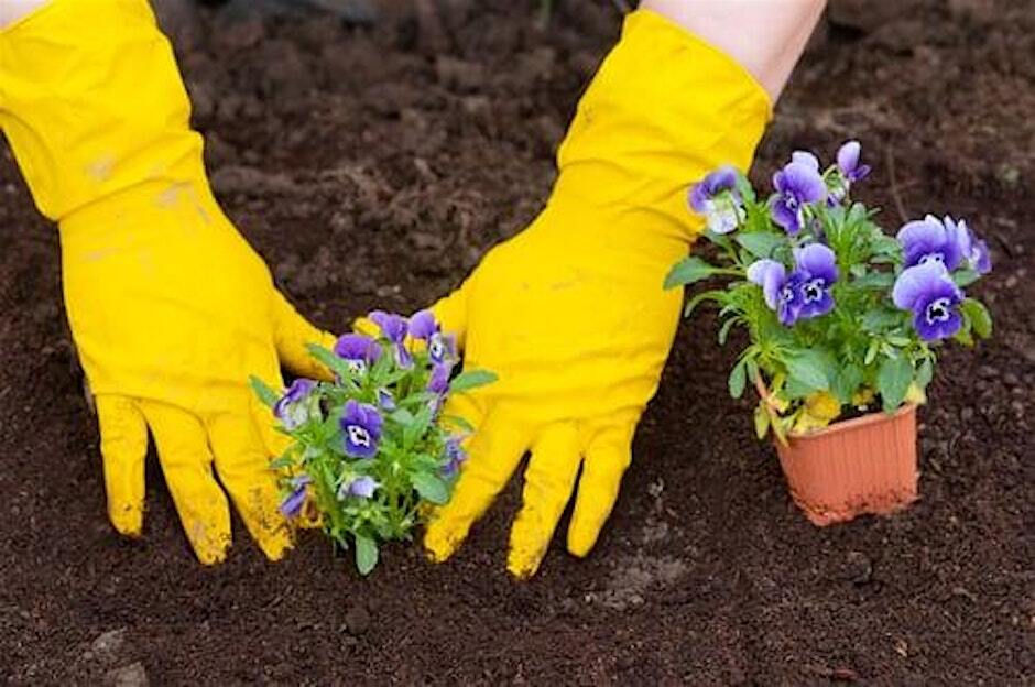 Earth Day 2024 Community Planting in Jubilee Gardens