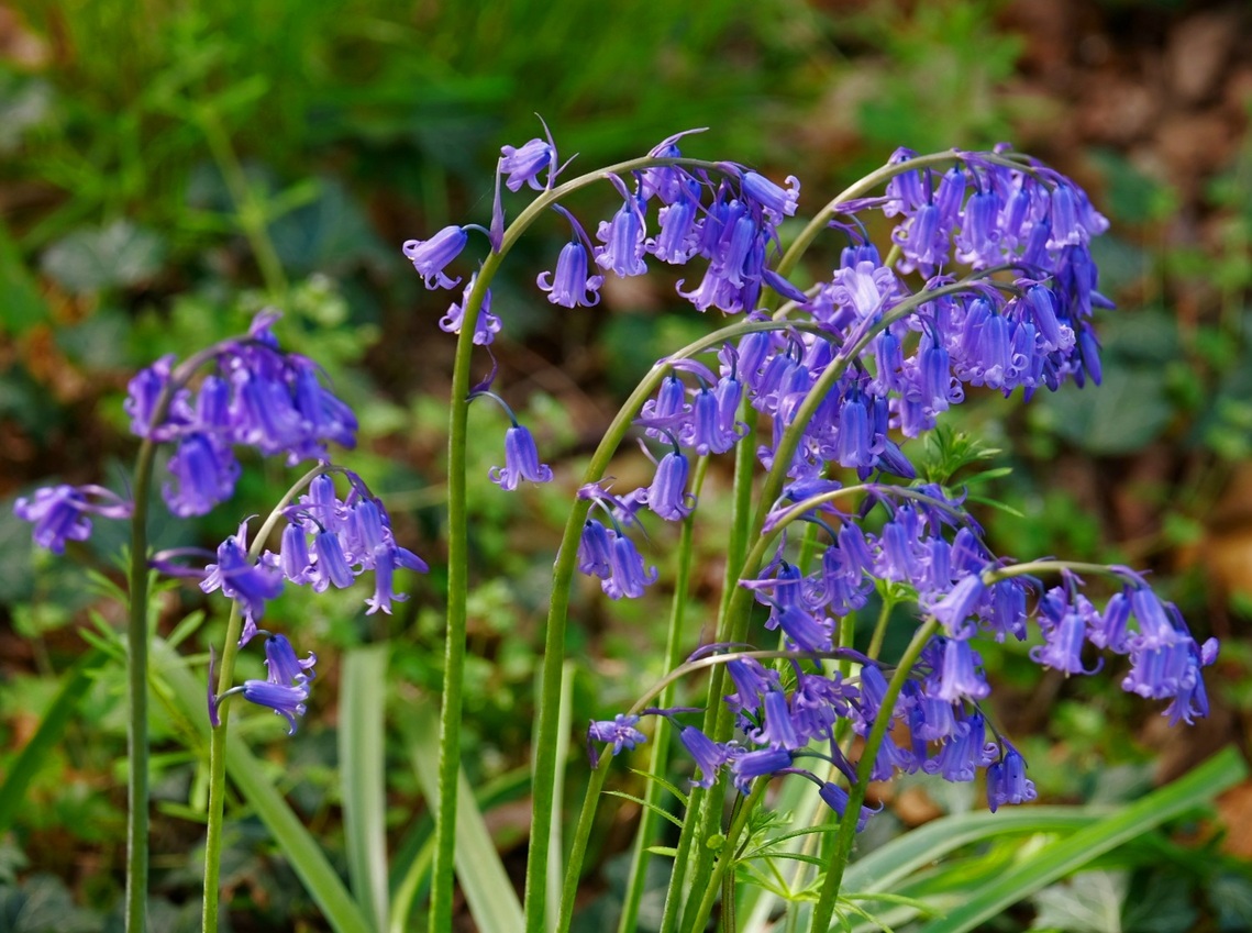 Nuthatch Retreats - Bluebell Walk 