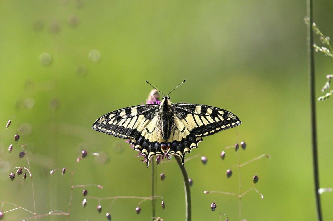 RSPB Talk