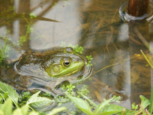 Secret Garden Pond Dipping